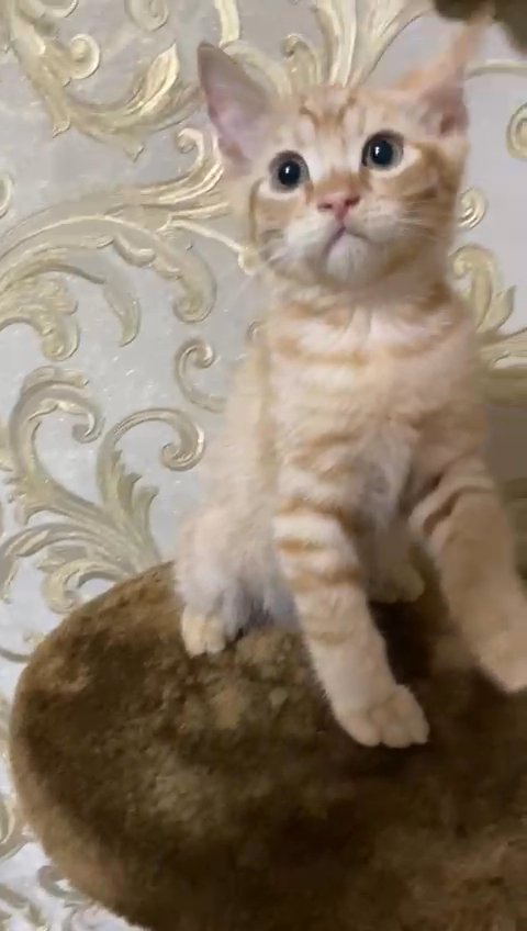 British Mix Siamese In Rak City For Sale Camlist Uae