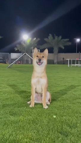 Shiba Inu Male In Dubai For Sale Camlist Uae