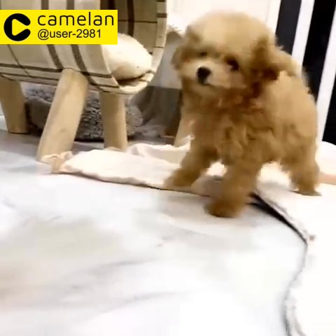 toy poodle imported from korea for sale - Camlist UAE