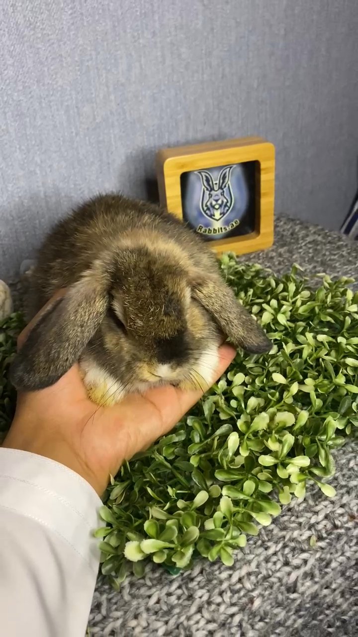 Lop rabbits hot sale for sale