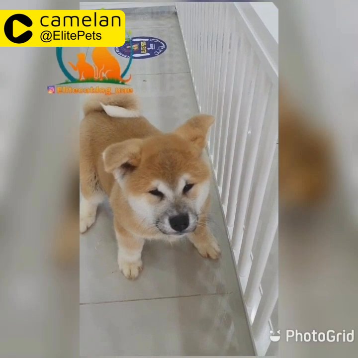 japanese akita inu for sale - Camlist UAE