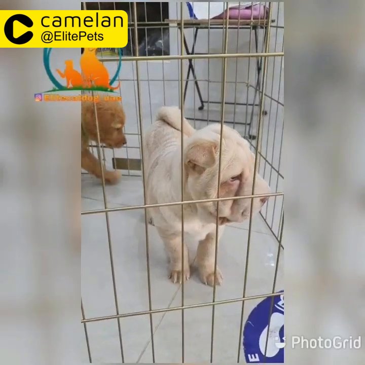 Dog cage best sale price in cartimar