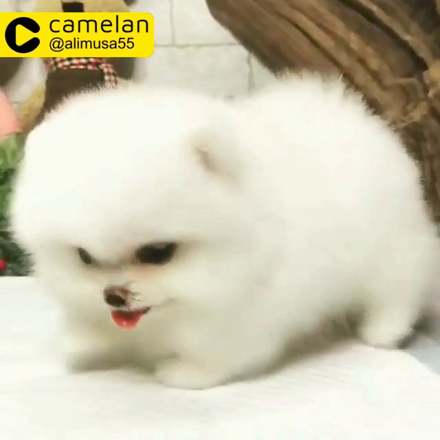 Teacup pomeranian for sale hot sale sulit