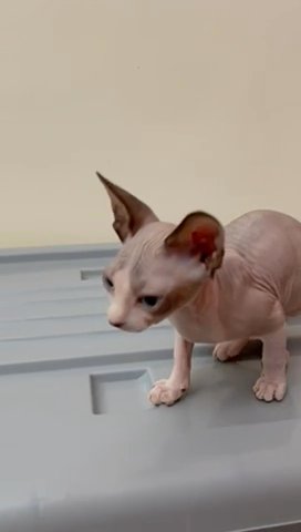 Sphynx cat best sale kittens for sale