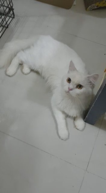 White cats clearance for sale