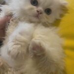pure Persian kitten 8 weeks old 2000k