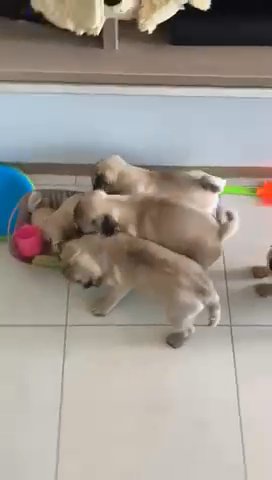 Pug best sale puppy cost