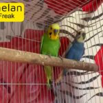 BUDGIES ADULT BREEDING PAIR WITH FULL SETUP