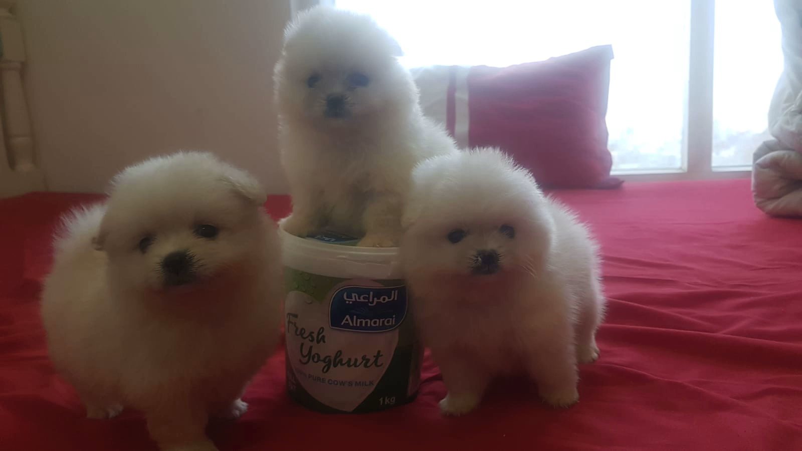 mini white Pomeranian puppies for sale - Camlist UAE