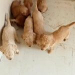 Pure Golden retriever 45 days old puppy