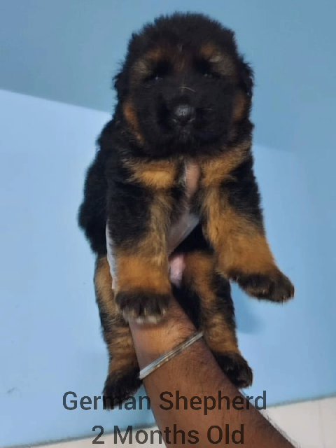 ? German Shepherd Puppies For Sale - Camlist Uae