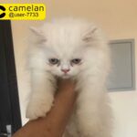 pure persian kitten Male