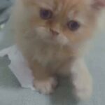 Cute kitten Male ? 1200