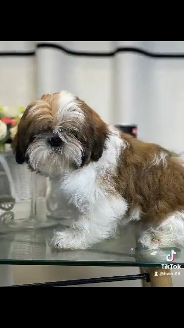 Shih tzu store dog puppy price