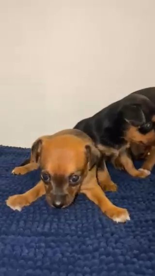 Teacup mini best sale pinscher for sale