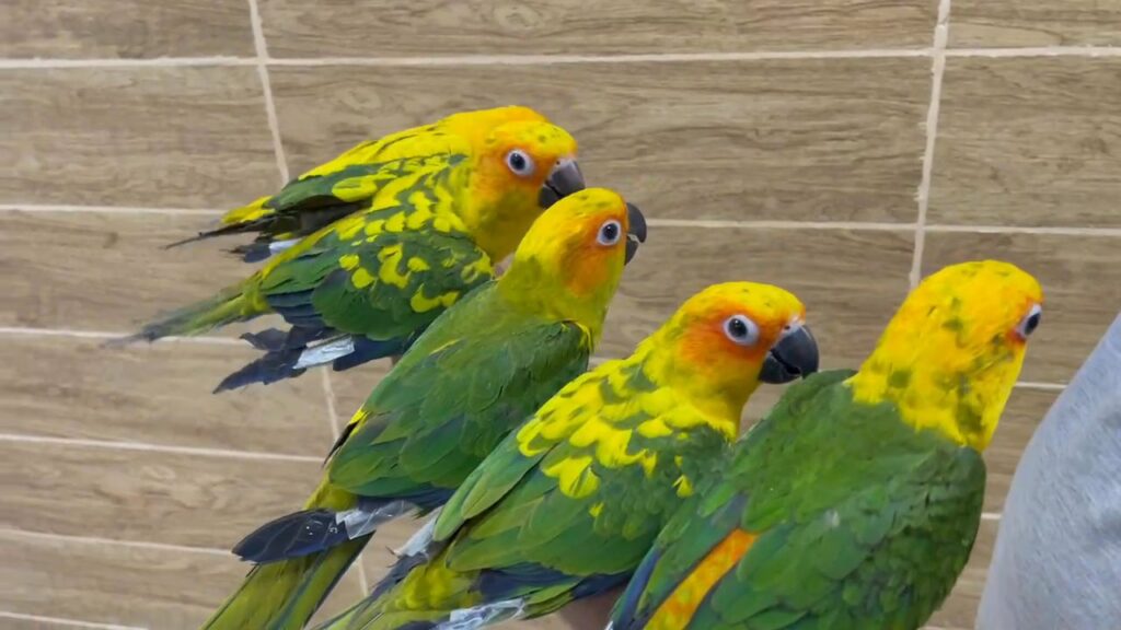 Sun parakeet best sale for sale