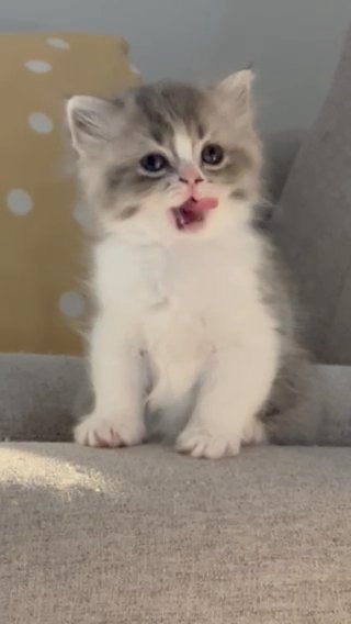 Shirazi Pure Kitten for sale - Camlist UAE