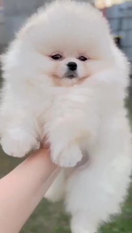 Teacup Pomeranian in Dubai for sale - Camlist UAE