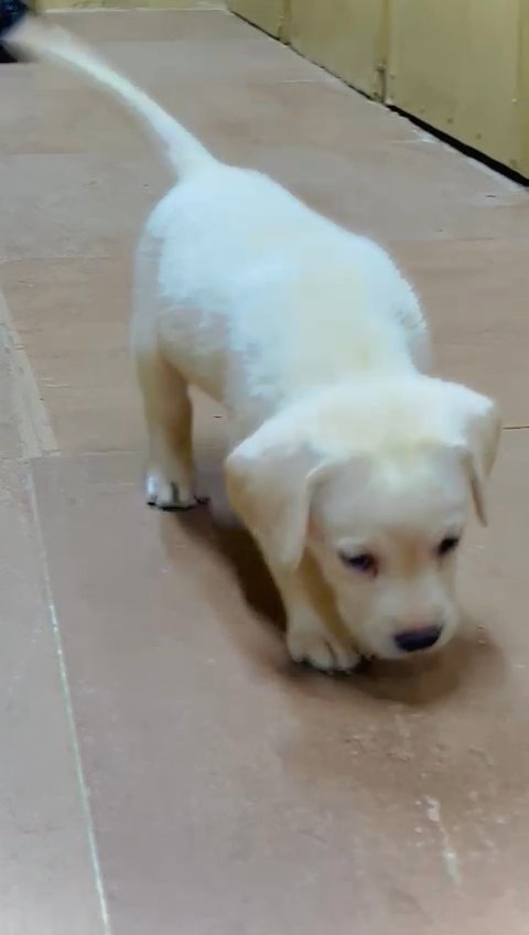 labrador puppy in Abu Dhabi for sale - Camlist UAE