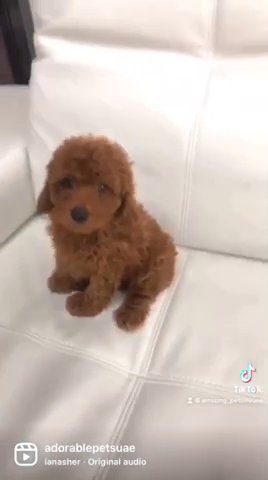 Toy poodle Available 🎄🎄🎄 in Dubai for sale - Camlist UAE