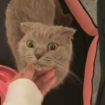 lilac scottish fold in Sharjah