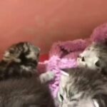 Scottish Fold Kittens in Dubai