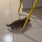 Scottish Chocolate Fold in Dubai