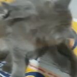 Scottish Kittens in Dubai