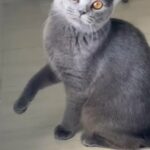 Scottish Fold ( 6.5 Months) in Dubai