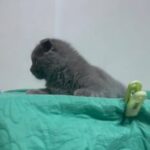 Super Lovley Female By German Breeder in Dubai