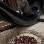 قط اسكوتش فولد in Ajman
