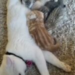 Scottish Fold and British Shorthair Kittens in Dubai