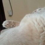 scottish fold male in Ajman