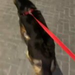 الشارقه in Sharjah