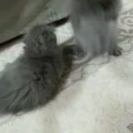 Scottish fold males in Al Ain