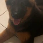 German Shepherd in Dubai