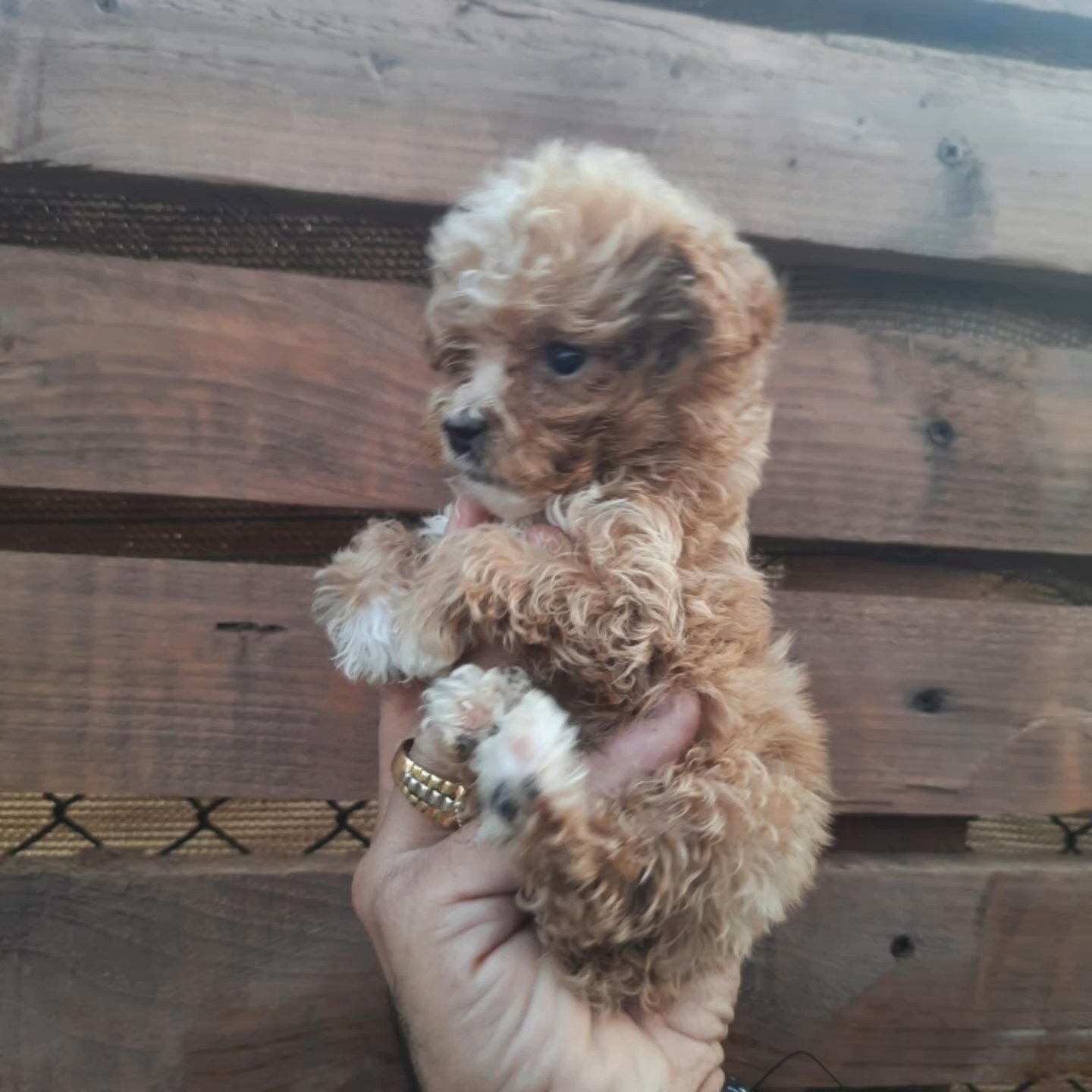 CUTEST TOY POODLE MALE in Dubai for sale - Camlist UAE