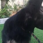 German Shepered in Dubai