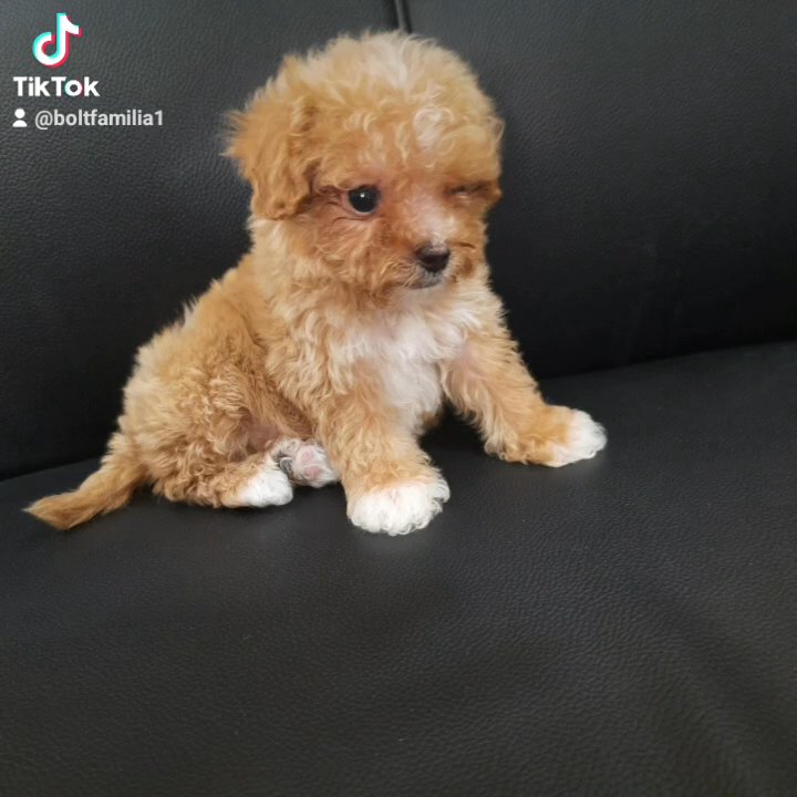 SUPER TOY POODLE in Dubai for sale - Camlist UAE