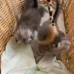 Pure Scottish Fold Kitten in Dubai