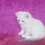 female scotchfold Himalaya 58days in Al Ain