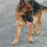 German shepherd in Sharjah