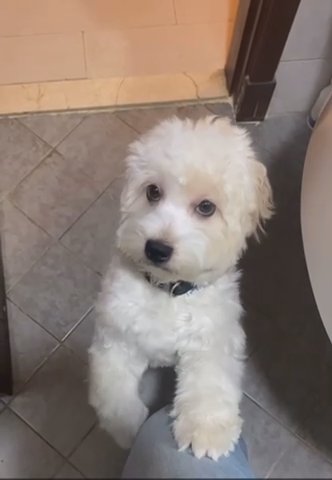 Maltipoo Puppy For Loving Family in Dubai for sale - Camlist UAE