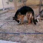 German shapard female in Ajman