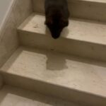 German shepherd male and female in Dubai