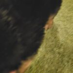 German shepherd male and female in Dubai