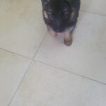 German shepherd in Dubai