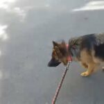 German shepherds in Dubai