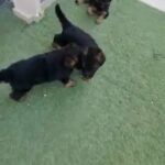 Show line German Shepherd Puppies Champion bloodline in Dubai