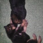 German shepherd female in Dubai